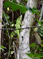 Image of Anolis luteogularis Noble & Hassler 1935