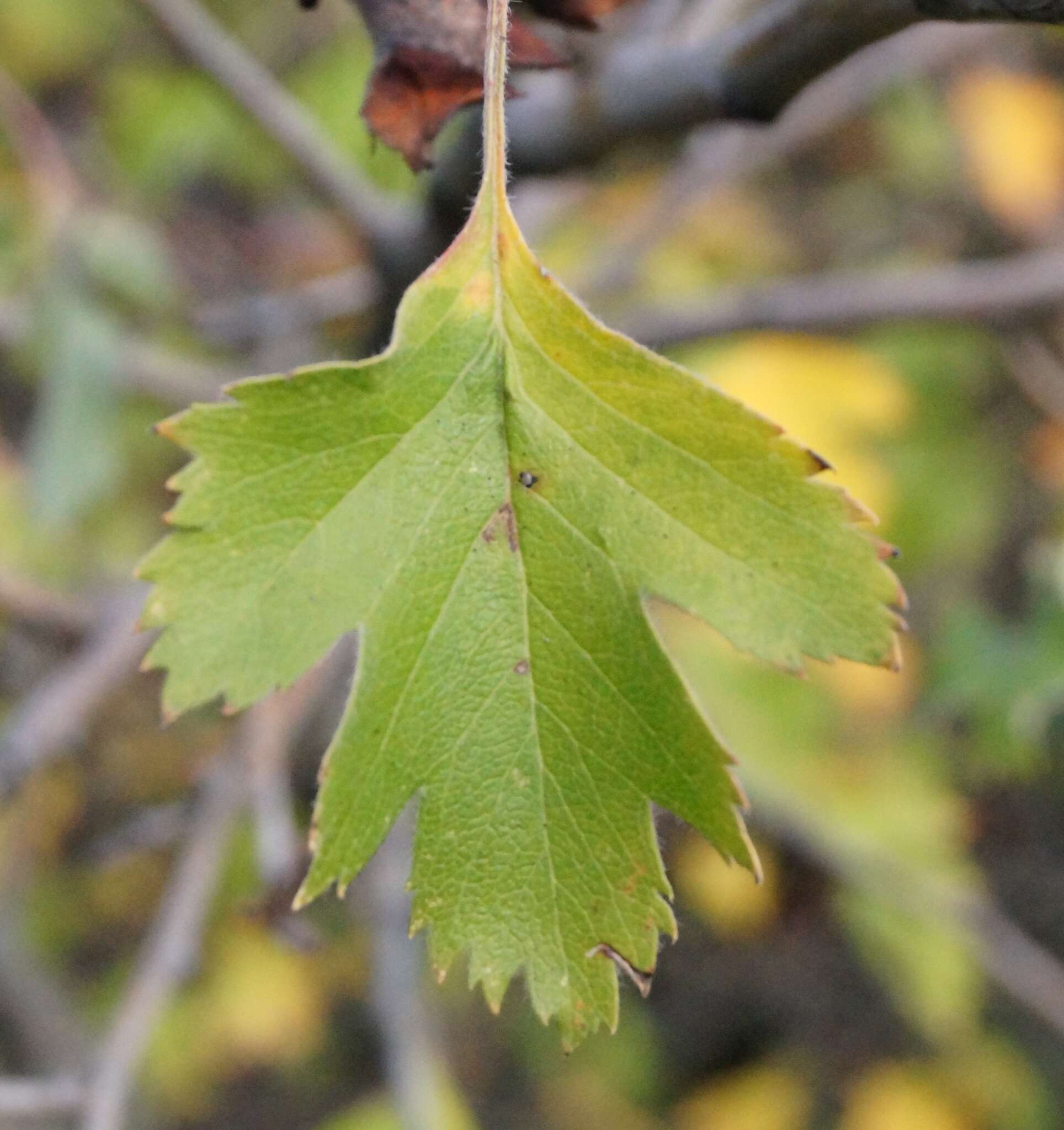 Image of Crataegus sphaenophylla Pojark.