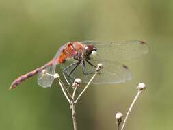 Image of White-faced Meadowhawk