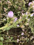 Imagem de Malacothamnus densiflorus (S. Wats.) Greene