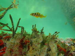 Image of Gopher rockfish