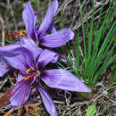 Crocus sativus L. resmi