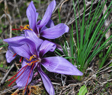 Image of autumn crocus