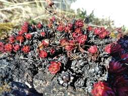 Imagem de Saxifraga tricuspidata Rottb.