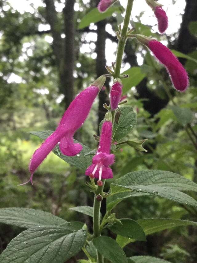 Salvia curviflora Benth. resmi