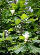 Image of Big-Leaf Magnolia