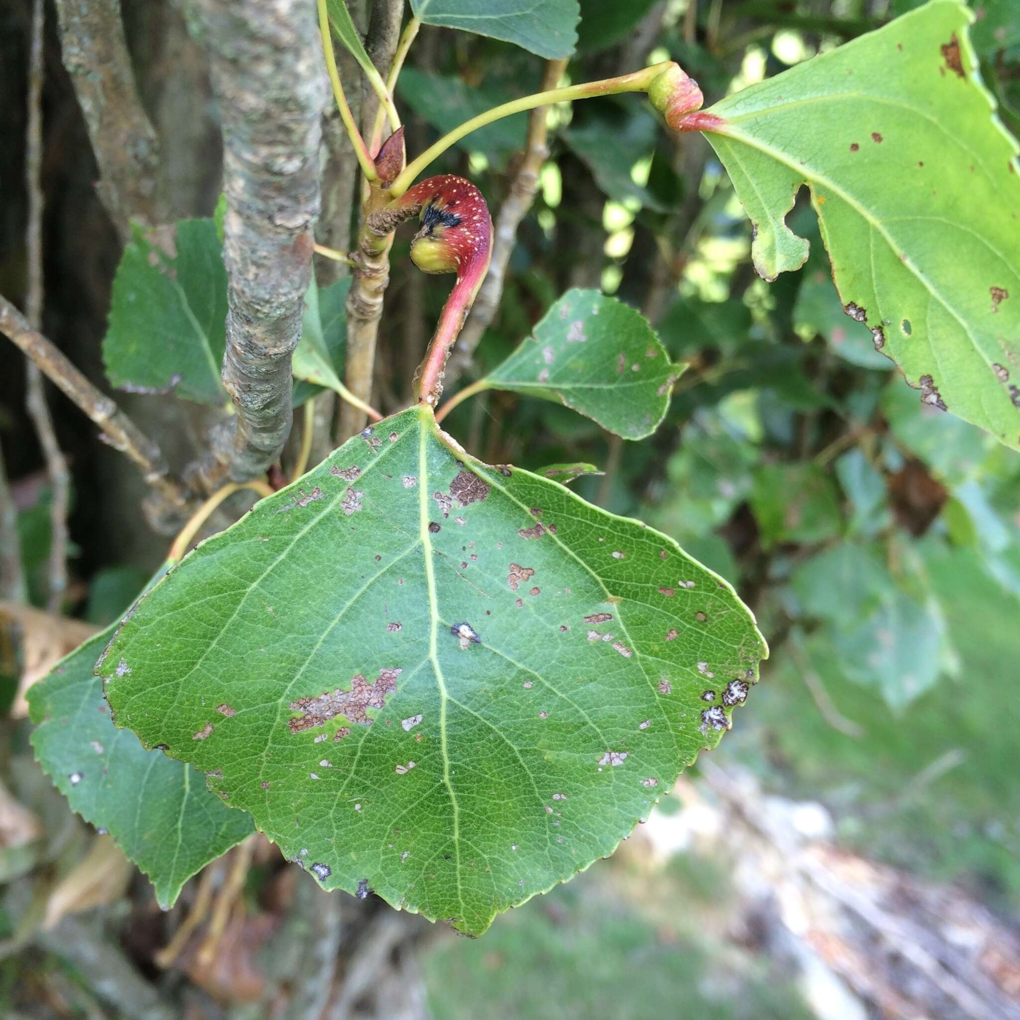 Image of Populus nigra L.