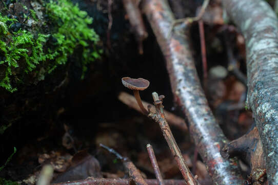 Image of Gymnopus foetidus (Sowerby) P. M. Kirk 2014