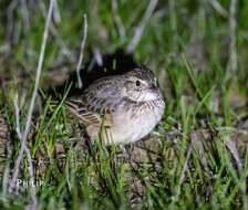 Image of Australasian Lark