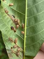 Image of Contarinia cucumata Gagne 2008