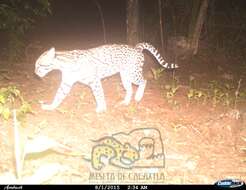 Image of Ocelot