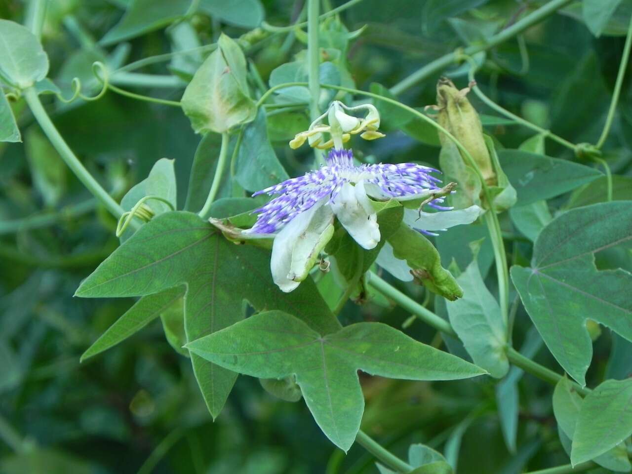 Слика од Passiflora gibertii N. E. Brown