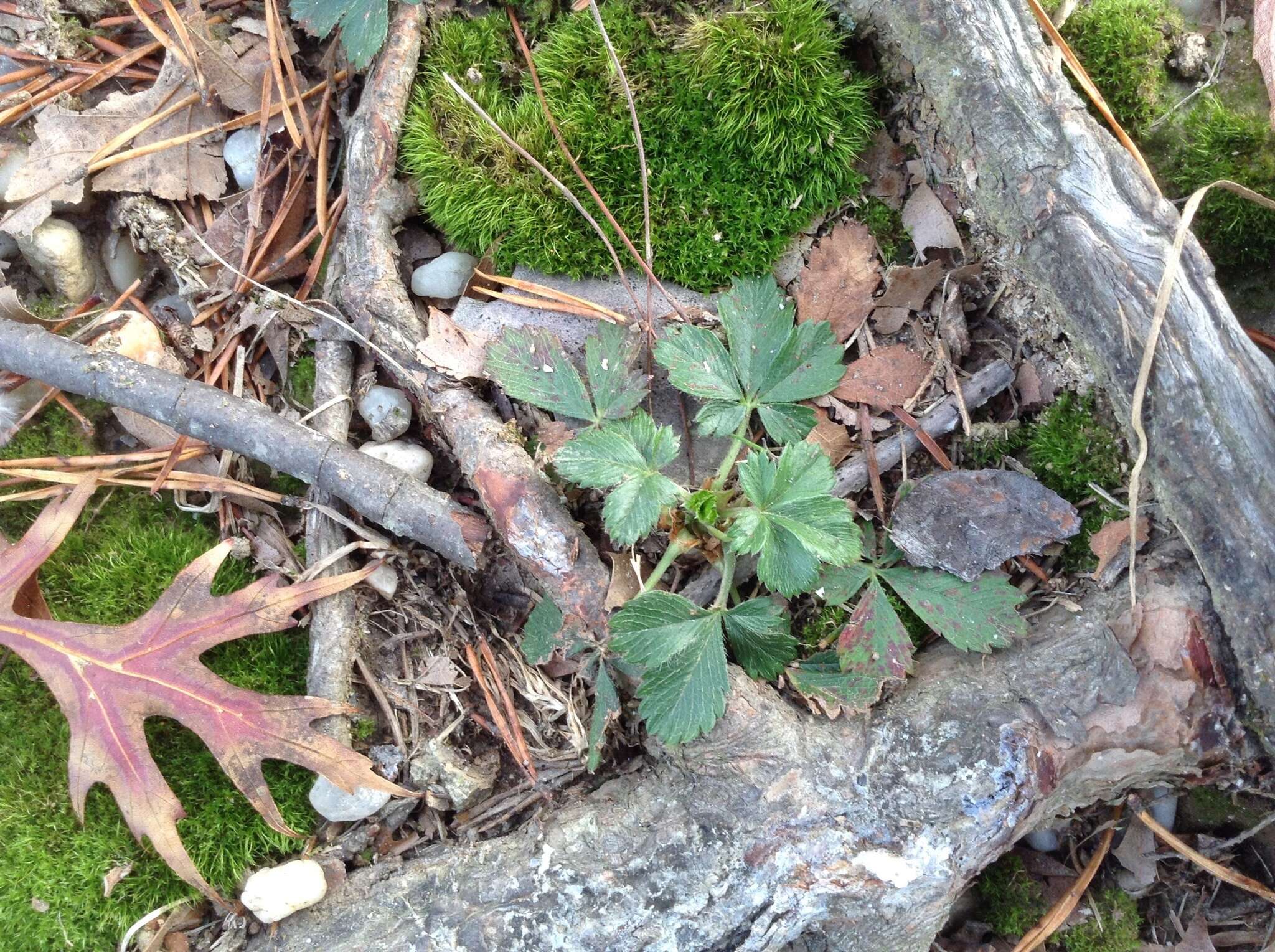 Image of dwarf cinquefoil