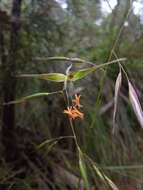 Imagem de Rytidosperma clelandii (Vickery) Connor & Edgar