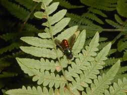 Image of Soldier fly