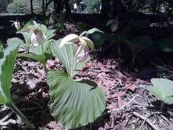 Image of Korean ladyslipper