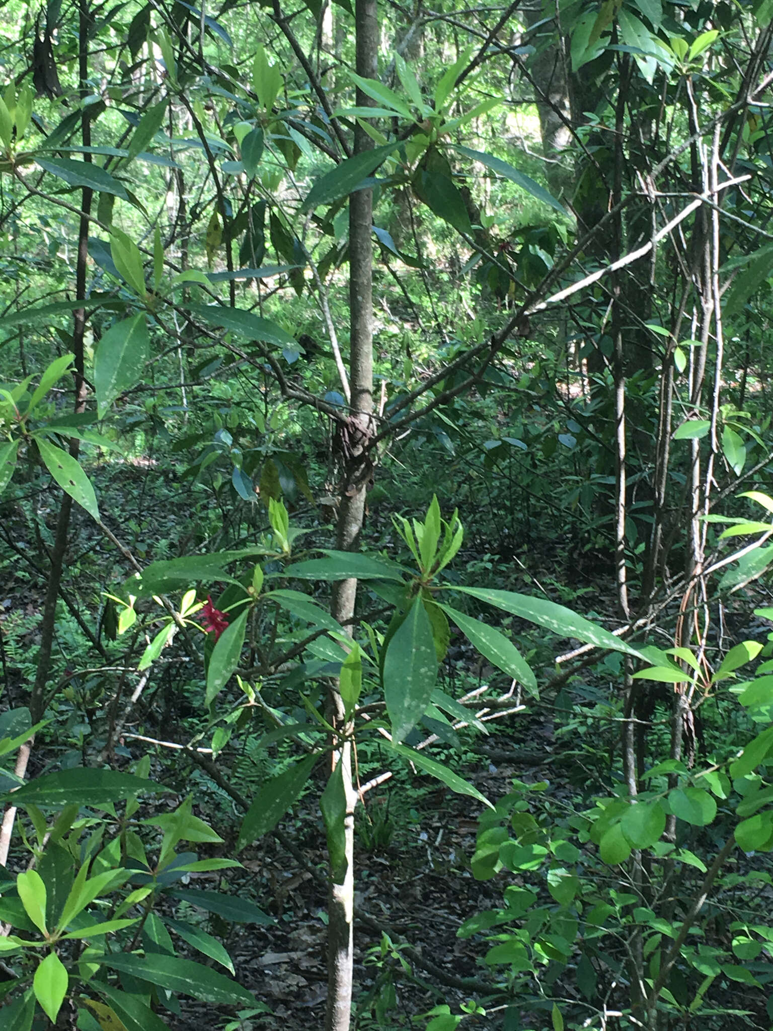 Image de Illicium floridanum Ellis