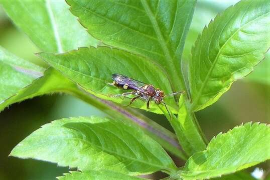 Image de Nomada adusta Smith 1875