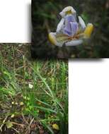 Image of Wild iris