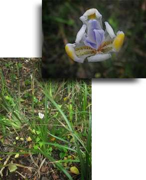 Image of Wild iris