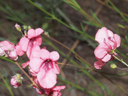 Image of Diascia integerrima E. Mey. ex Benth.