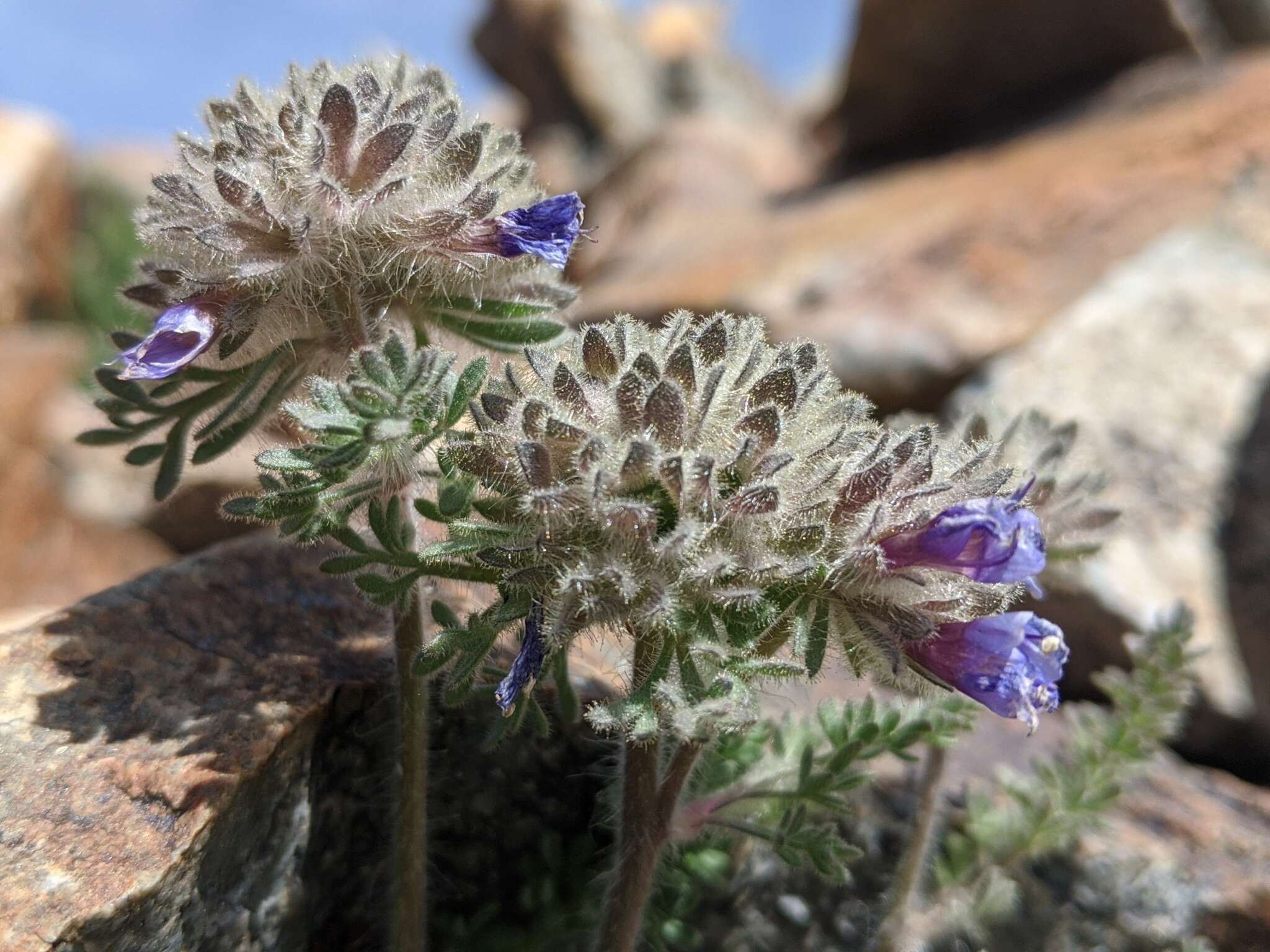 Слика од Polemonium chartaceum Mason