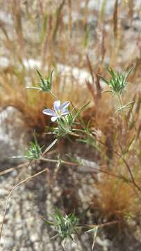 Imagem de Eriastrum eremicum subsp. yageri (M. E. Jones) Mason