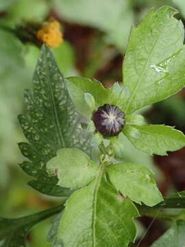 صورة Bidens pilosa var. minor (Bl.) Sherff