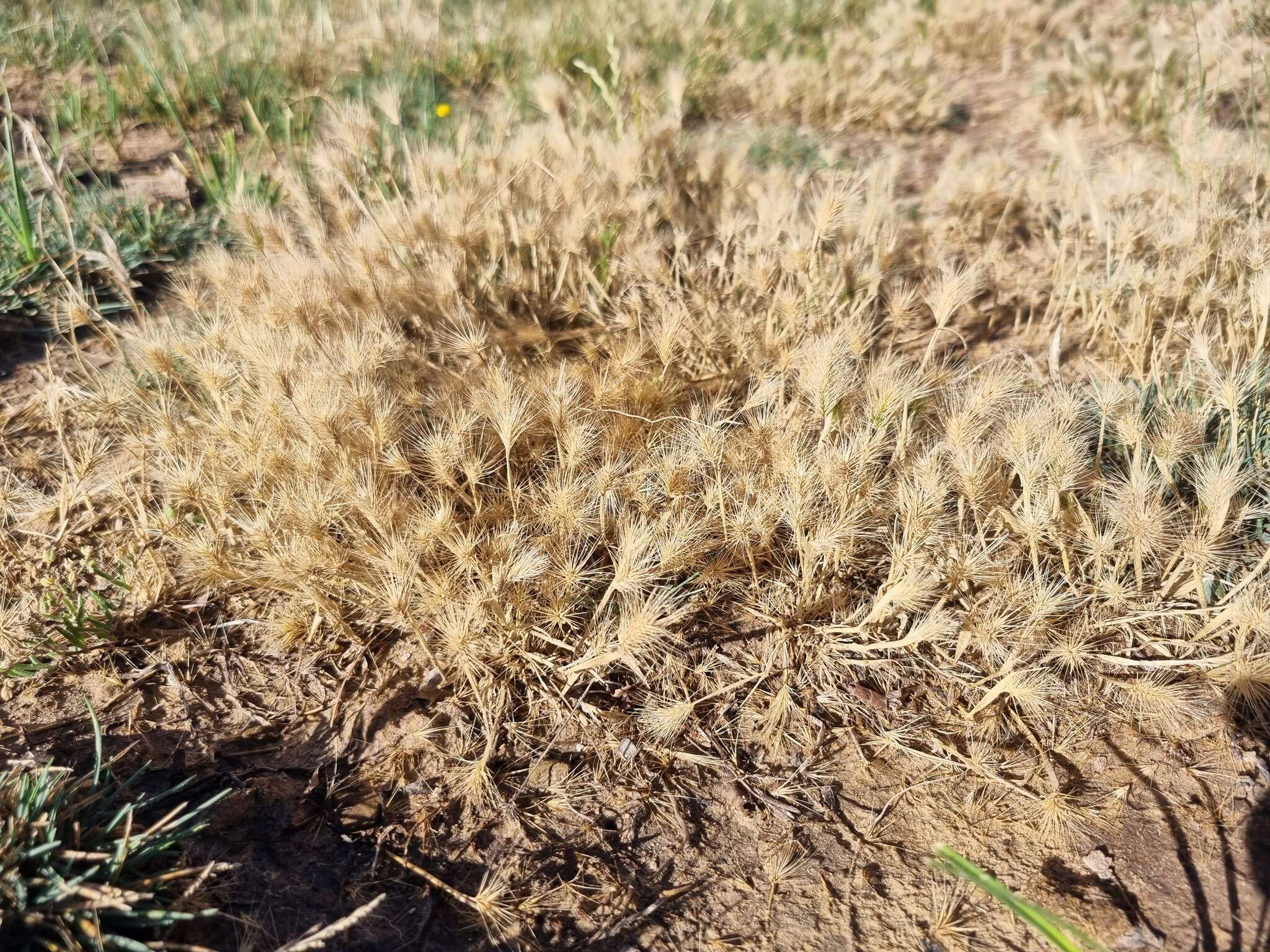 Plancia ëd Hordeum marinum subsp. gussoneanum (Parl.) Thell.