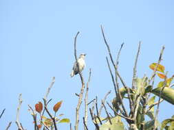 Image of Nilgiri Flowerpecker