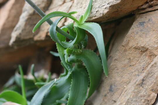 Image of Aloiampelos ciliaris var. ciliaris