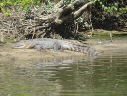 Image of Estuarine Crocodile