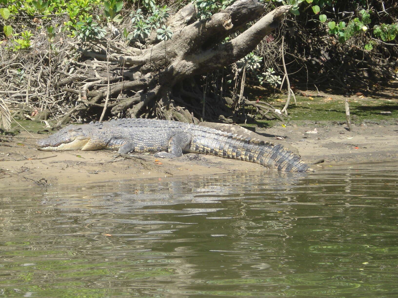 Image of Estuarine Crocodile