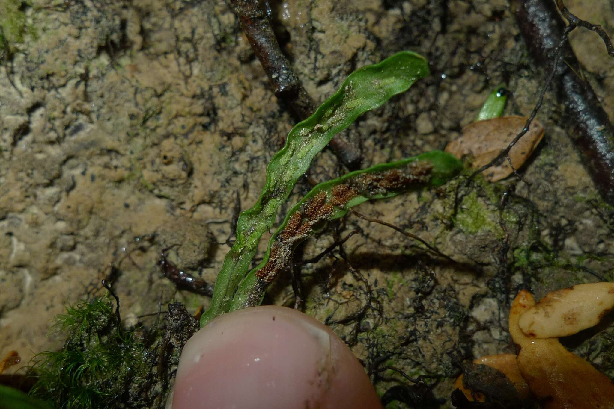 Image of Notogrammitis ciliata (Col.) Parris