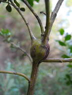 Image of Coyote Brush Stem Gall moth