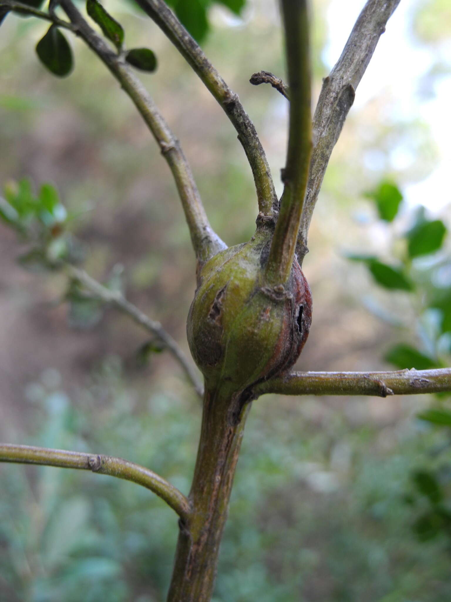 Image of Coyote Brush Stem Gall moth