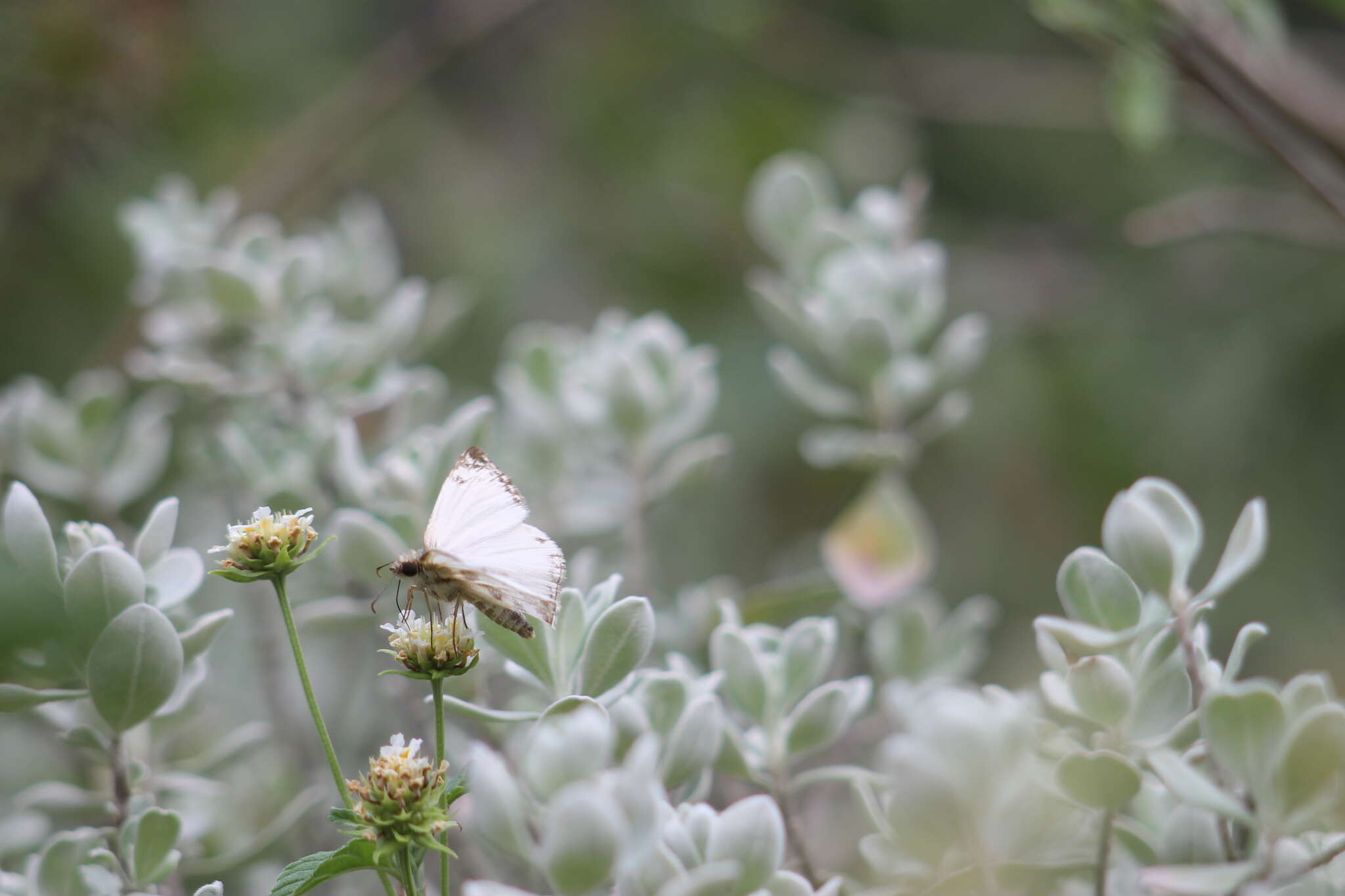 Image of Turk's-Cap White-Skipper