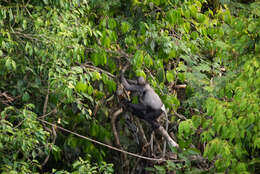 Image of Black-shanked Douc Langur