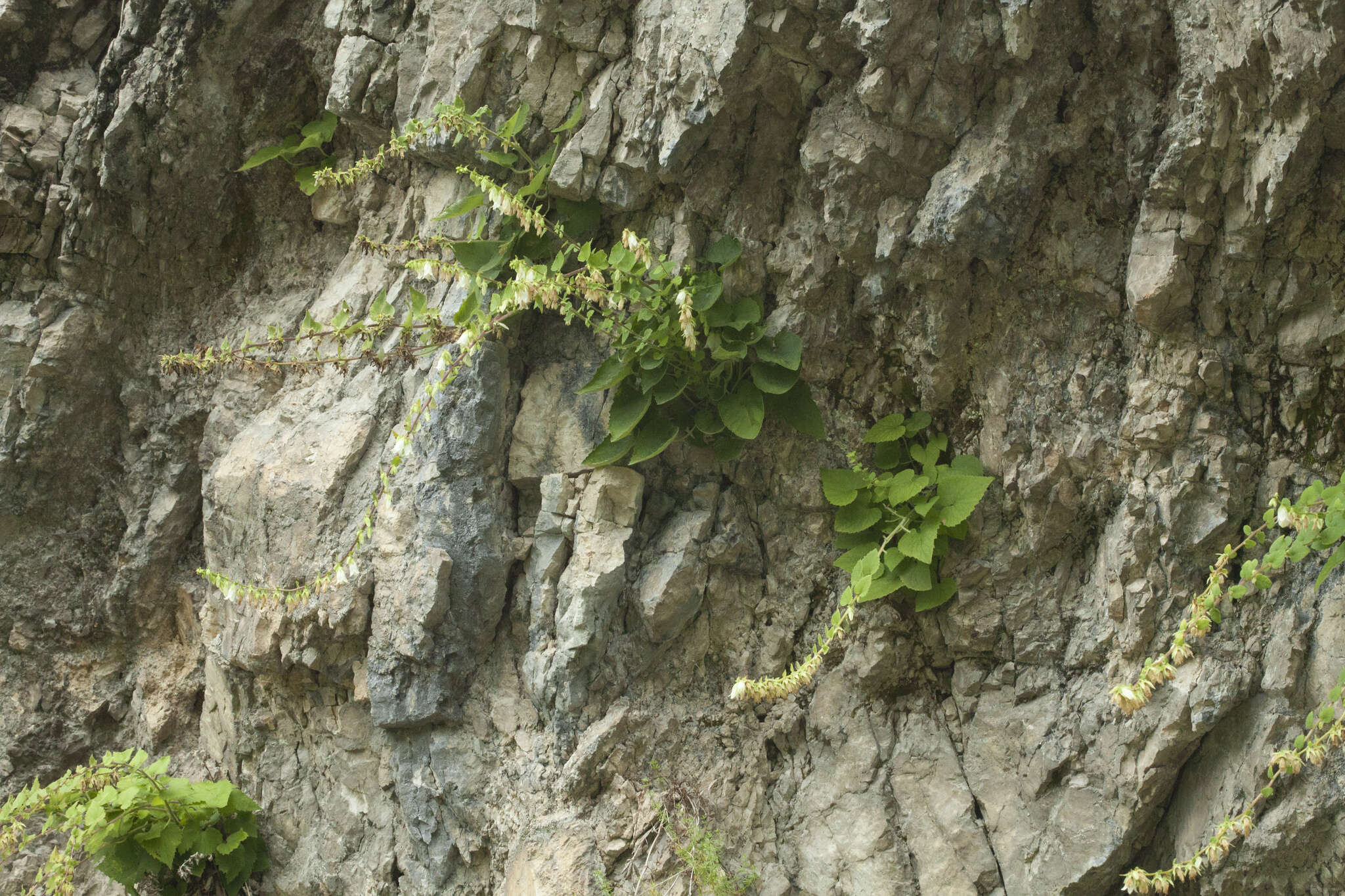 Image of Campanula alliariifolia Willd.