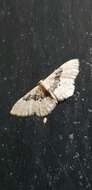 Image of Idaea intermedia Staudinger 1879