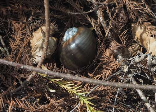 Image of Florida Applesnail