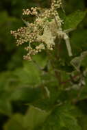 Plancia ëd Filipendula vestita (Wall. ex G. Don) Maxim.