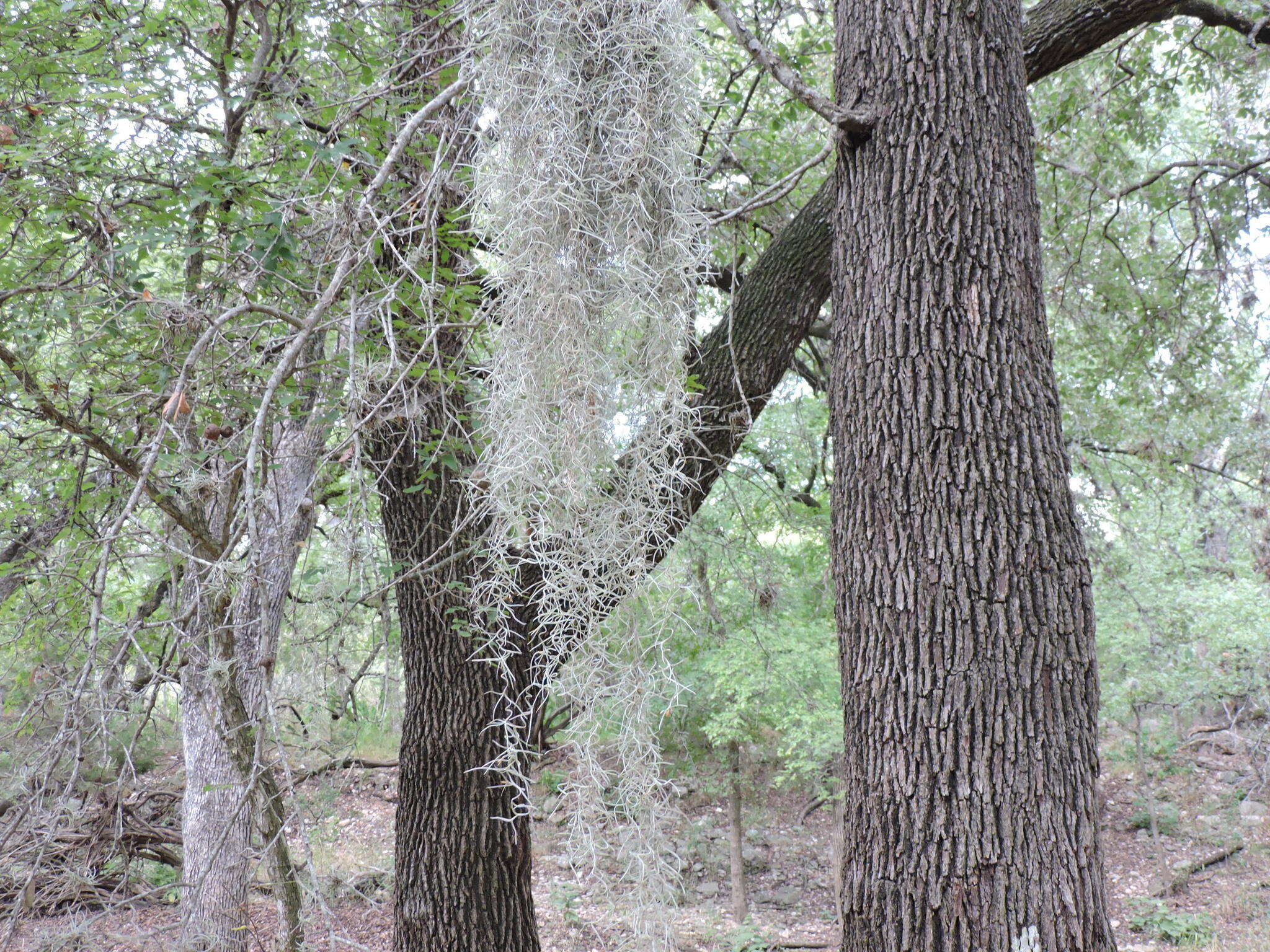 Sivun Tillandsia usneoides (L.) L. kuva