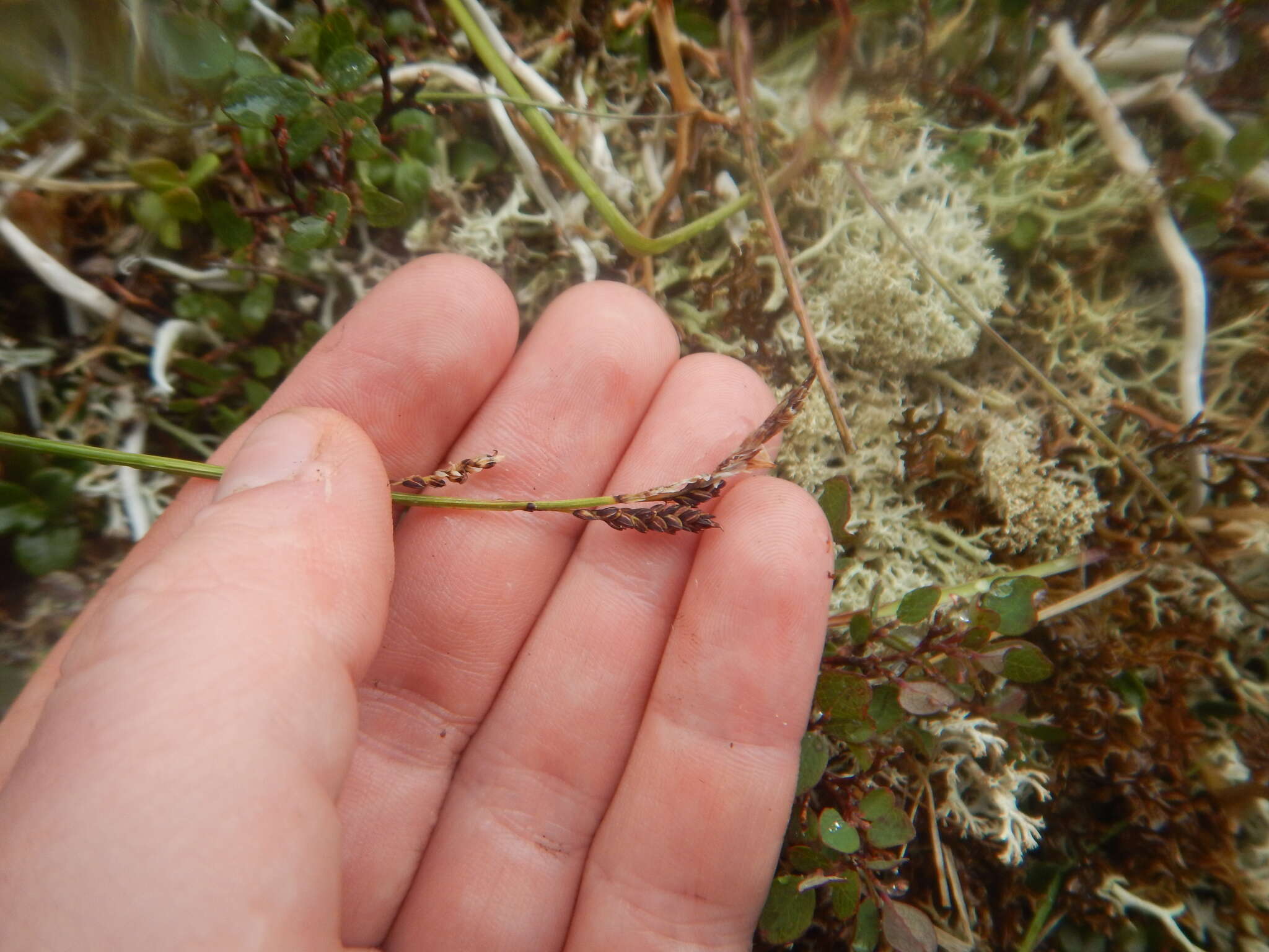 Image of Carex rigidioides (Gorodkov) V. I. Krecz.