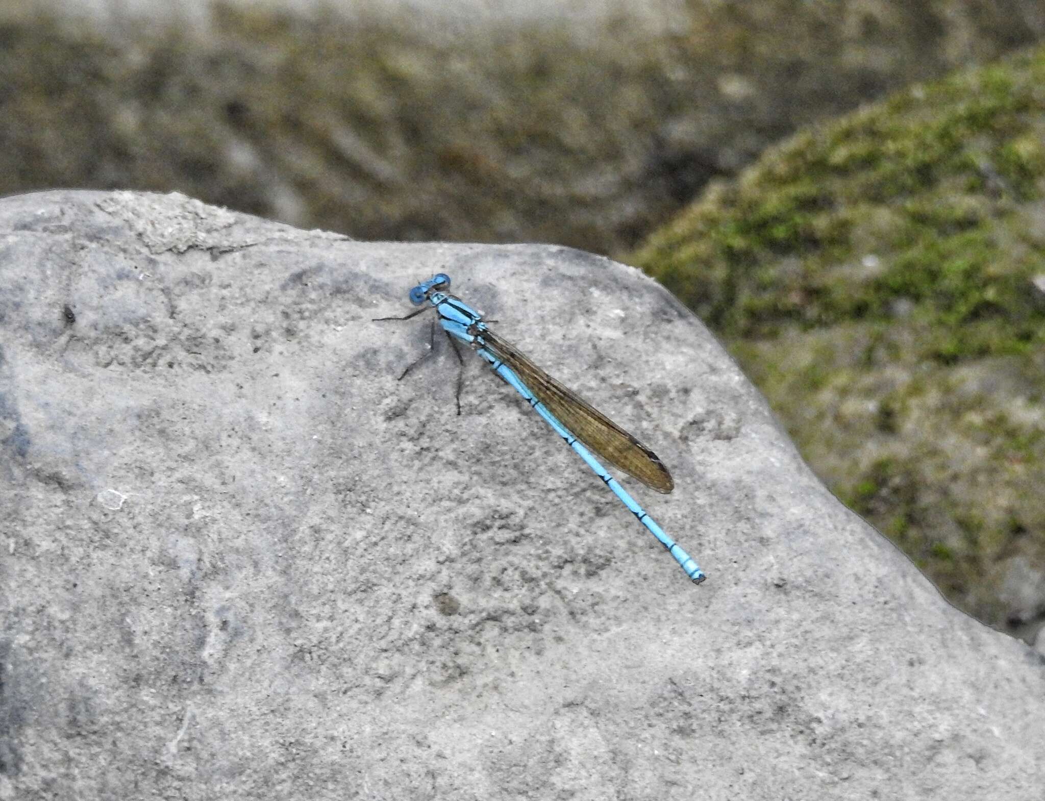 Image of Argia anceps Garrison 1996