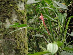 Image of Billbergia distachia (Vell.) Mez