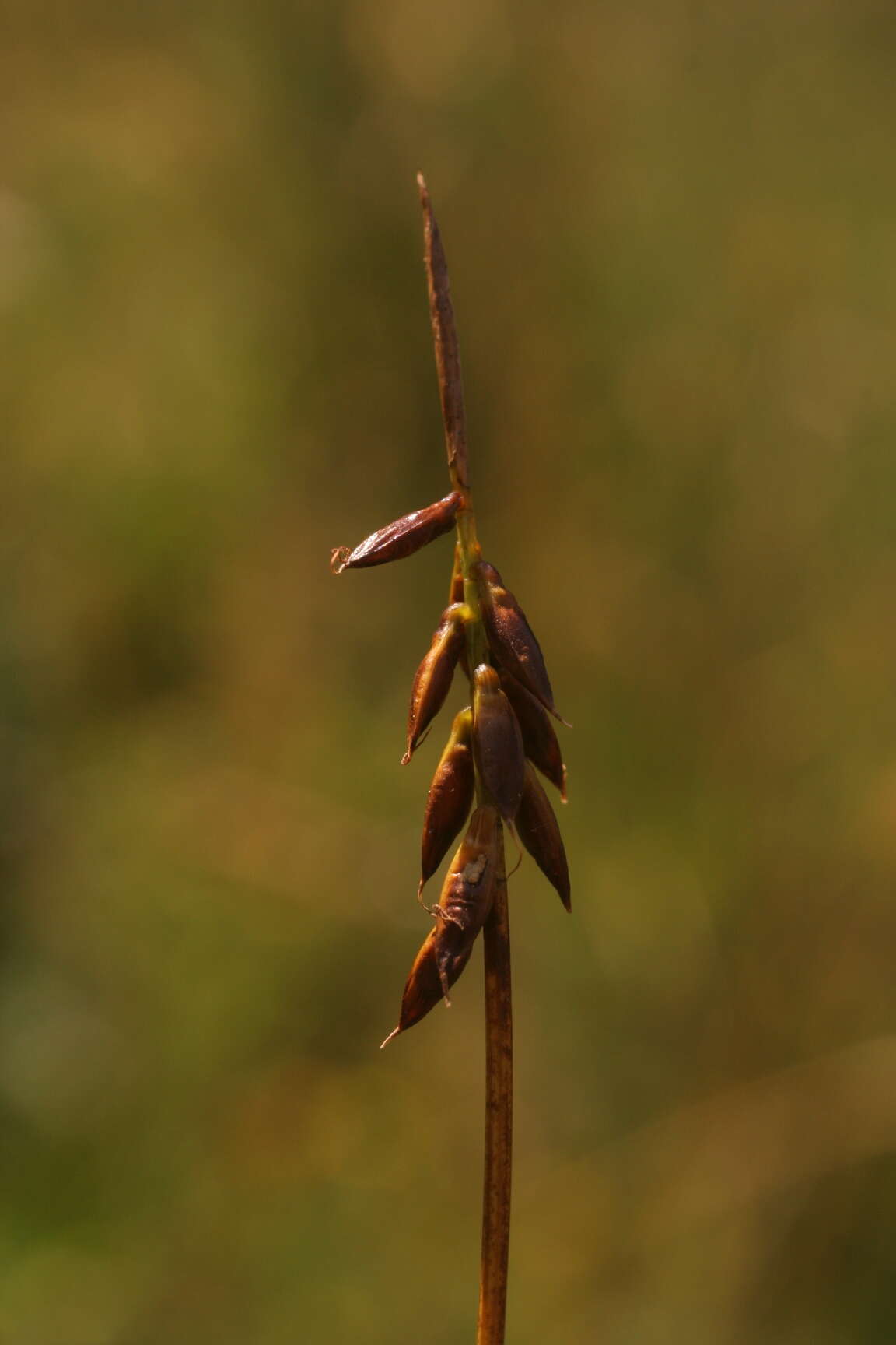 Image of Flea Sedge