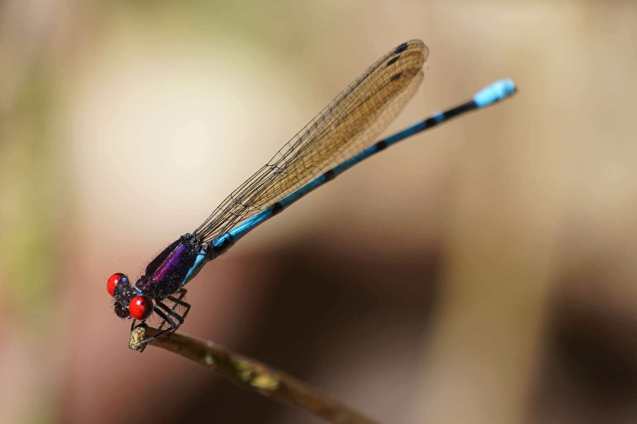 Argia cupraurea Calvert 1902 resmi