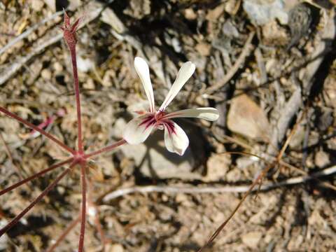 Image of Pelargonium xanthopetalum E. M. Marais