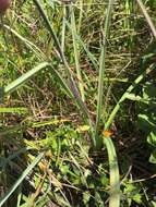 Image of Stenanthium densum (Desr.) Zomlefer & Judd